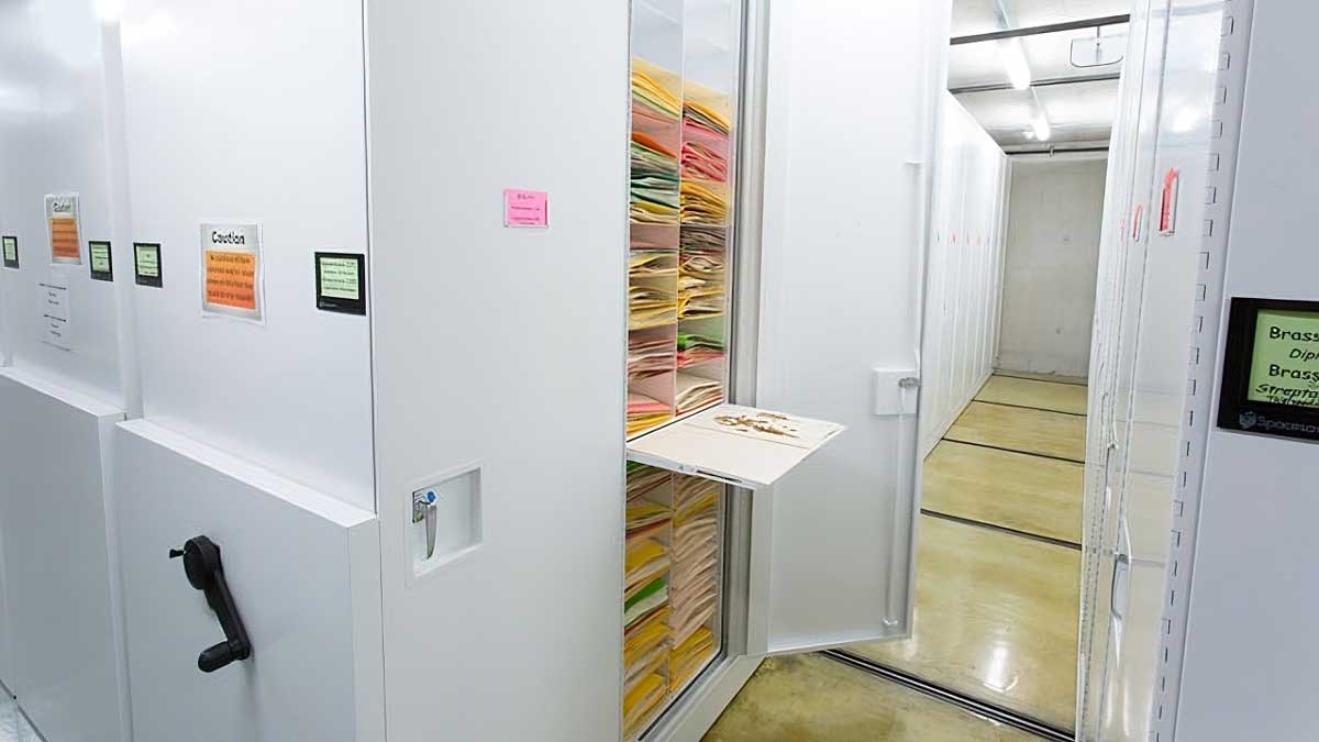flat-file style cabinet with pull-out shelf holding mounted plant samples for systematic herbarium storage