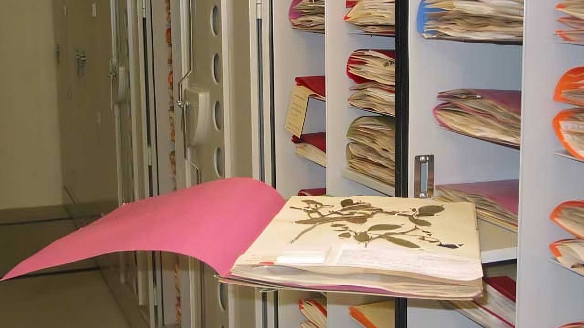mobile high-density cabinets storing pressed plant specimens and archives for botanical research collections