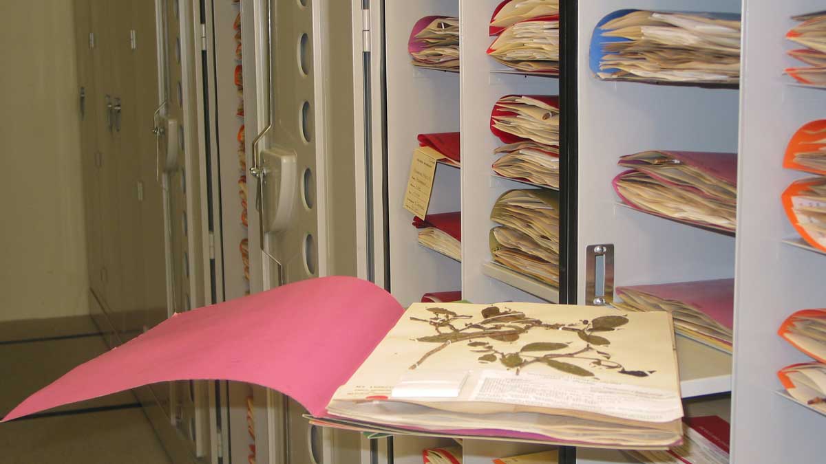 field museum cabinets designed for secure storage of natural history collections and artifacts