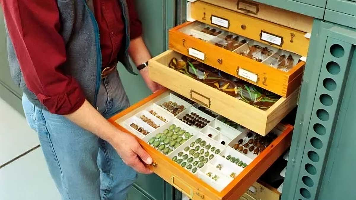 A museum storage system with wooden drawers displaying an organized collection of insects and botanical samples