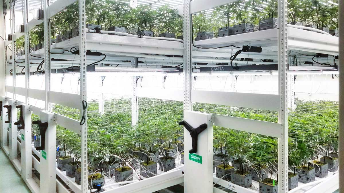 two tier vertical grow mobile system for cannabis cultivation maximizing floor space