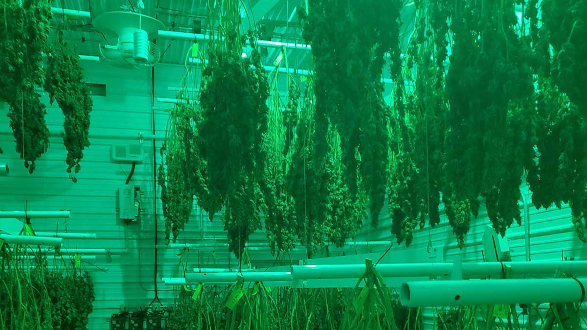 Cannabis drying racks with trays