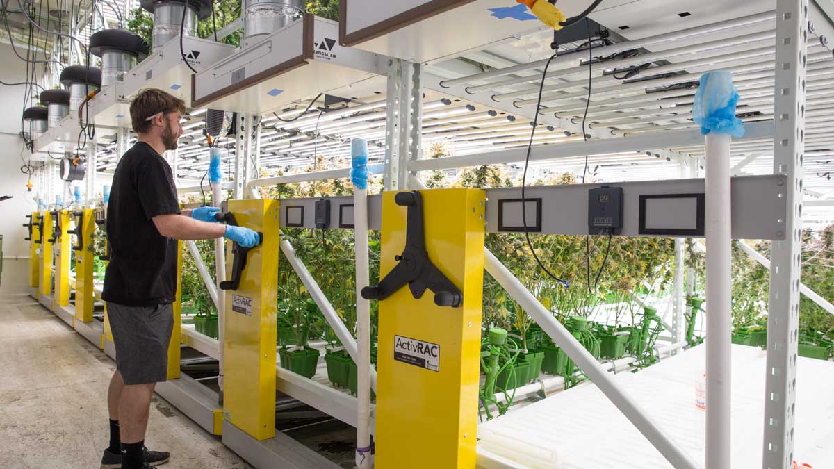 cannabis farming using strong reliable vertical grow racks for increased plant yields
