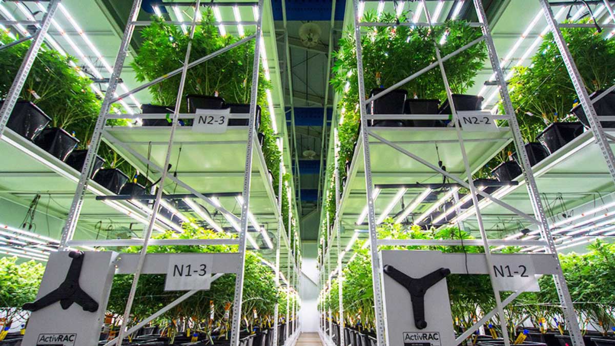 indoor farming cannabis storage with vertical grow racks for optimized cultivation