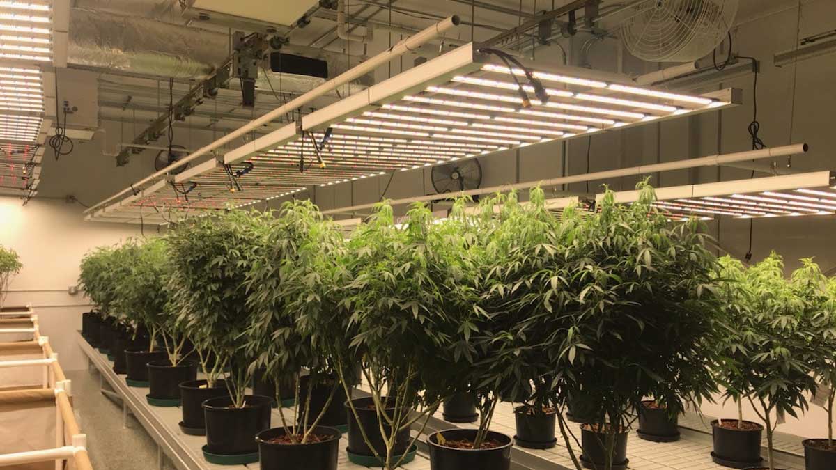 Flowering cannabis on vertical grow racks