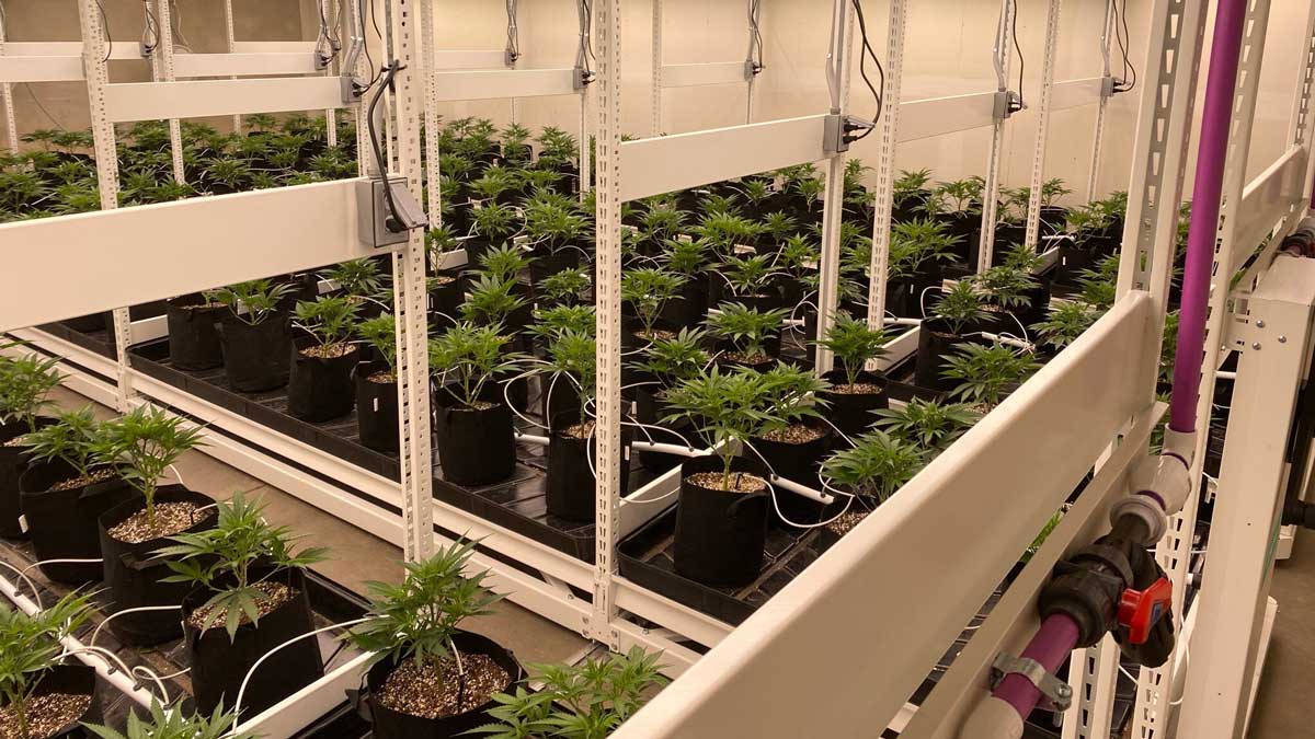 multi-level vertical grow racks for cannabis farming with LED lighting systems