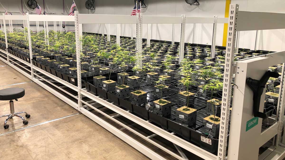 vertical cannabis racking system in indoor grow room for controlled environment agriculture