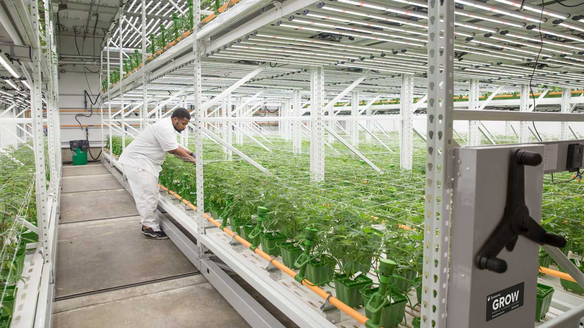 wide span shelving system in indoor farm for easy access to cannabis plants