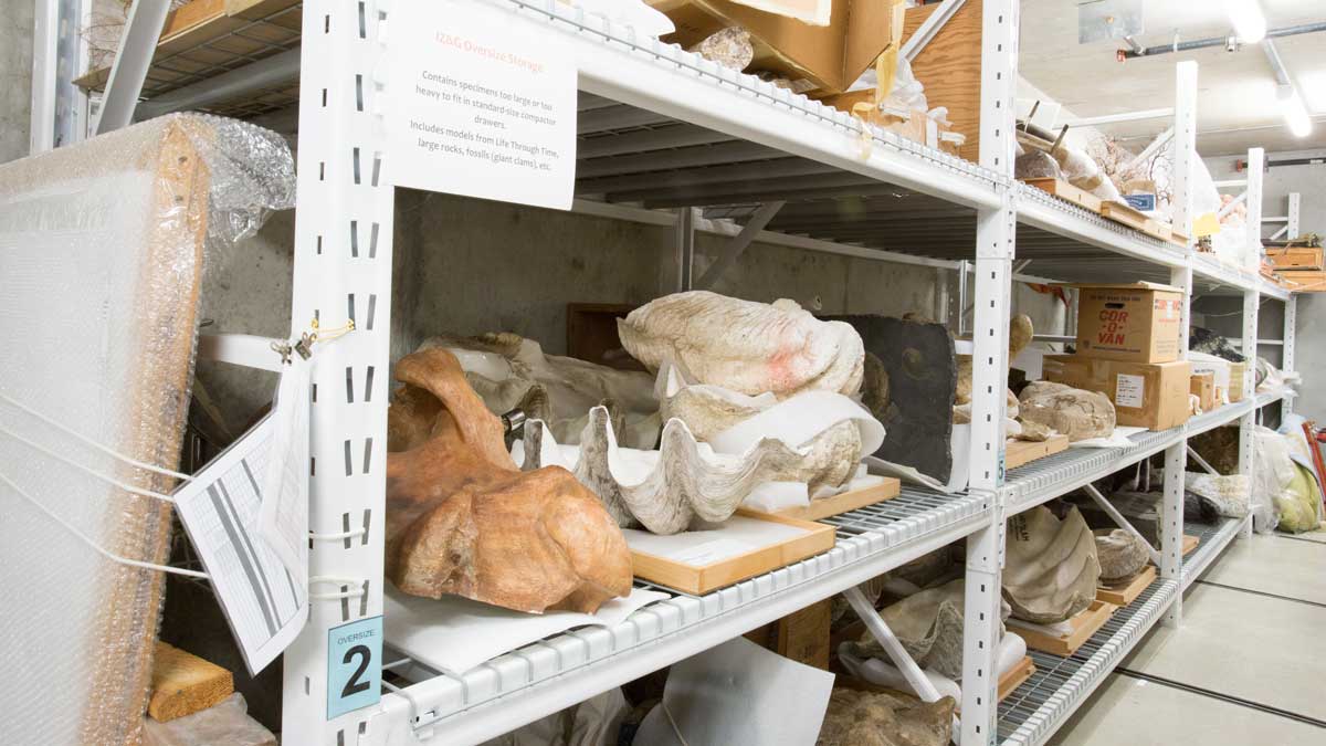 wide span racking system storing oversized invertebrate specimens for easy access and safe storage