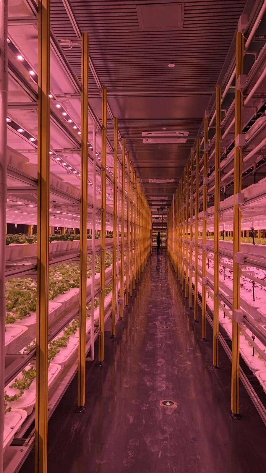 Indoor vertical farming planning conversation and controlled environment production strategy