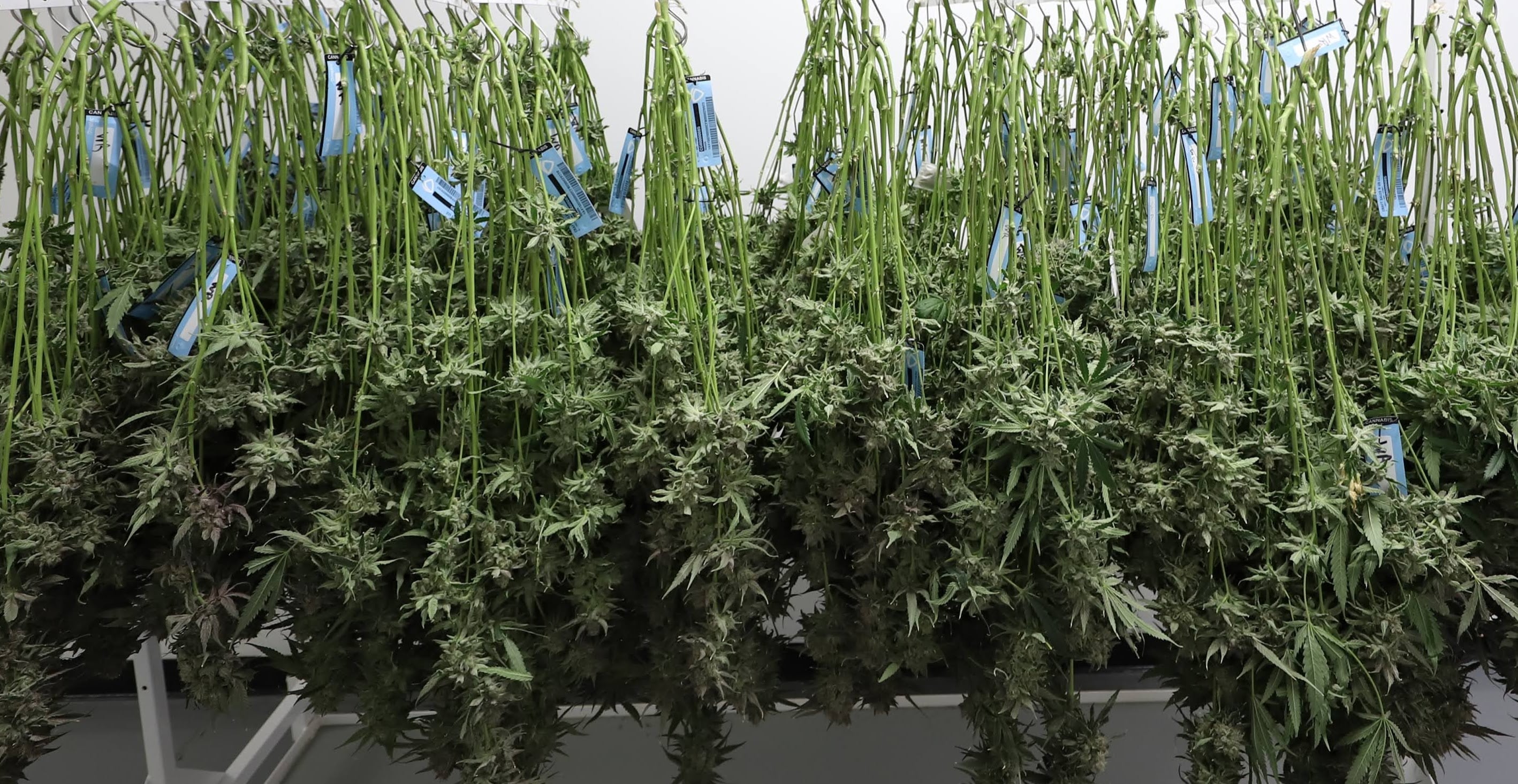 Cannabis plants hanging in a commercial drying room with controlled airflow and lighting.