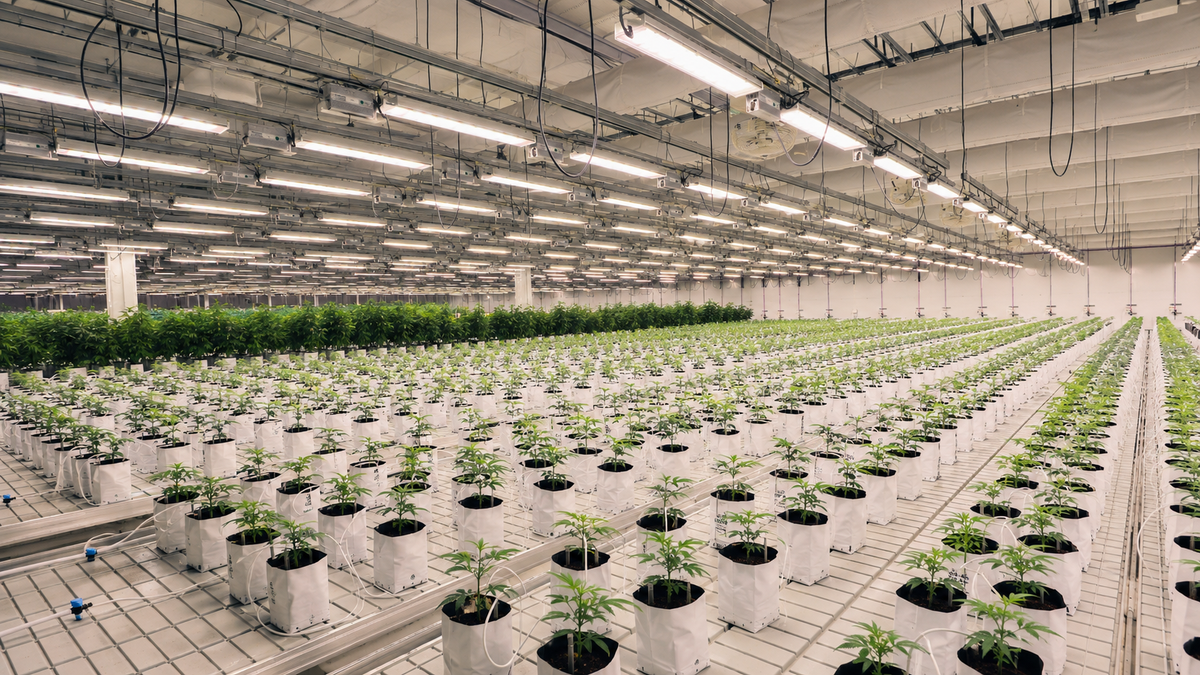 Cannabis cultivation workflow application