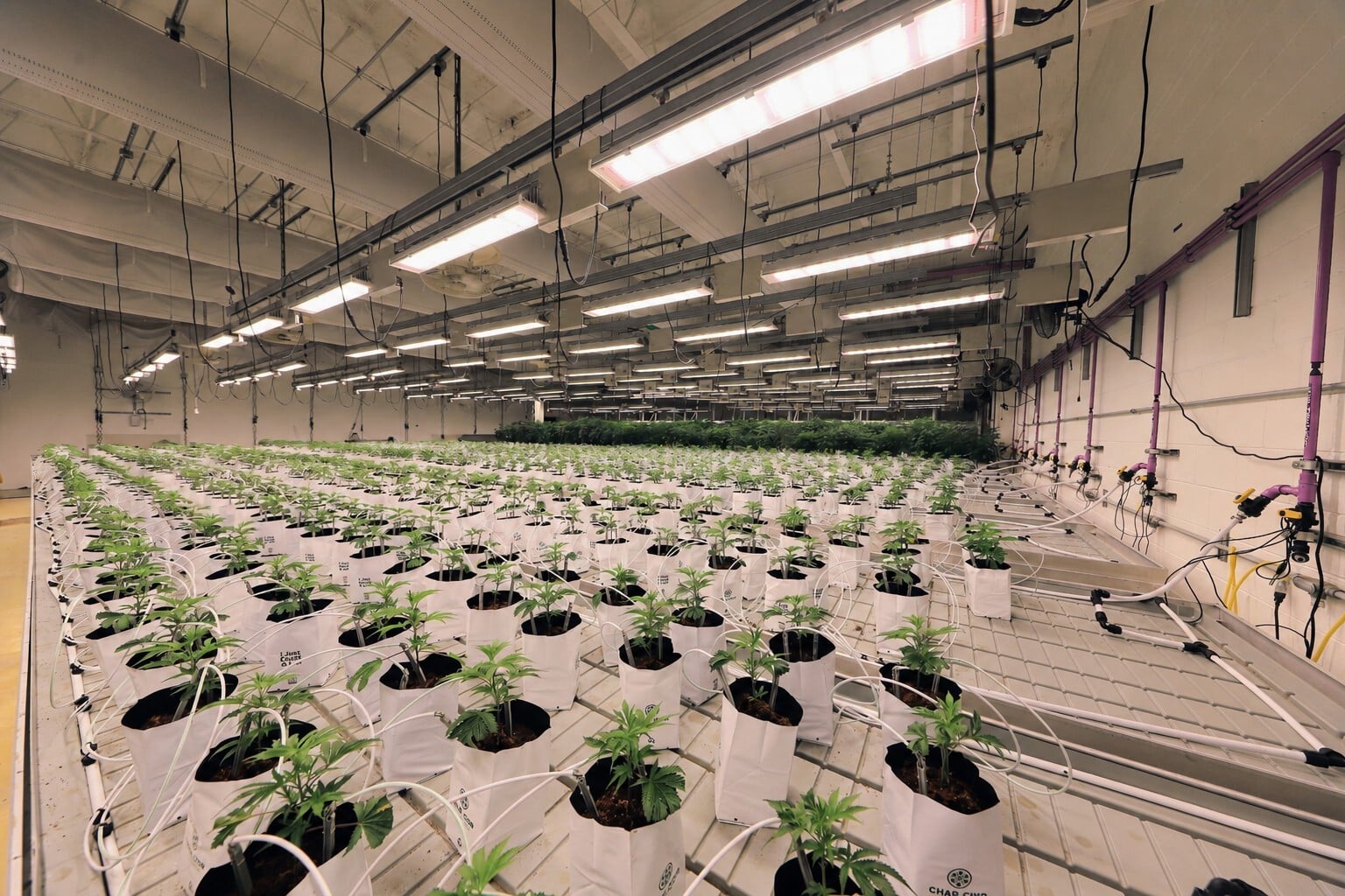 Indoor cannabis cultivation facility with rolling benches, irrigation, and LED lighting