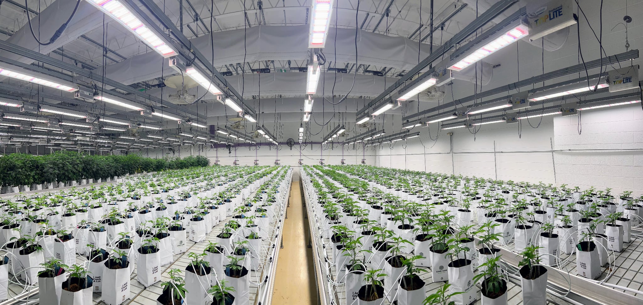 indoor cannabis grow room irrigation lighting benches for controlled plant cultivation