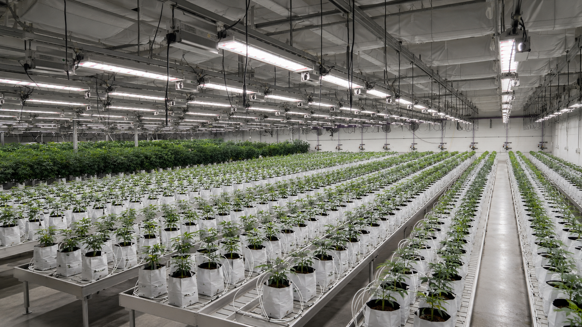 Interior view of rolling cannabis grow benches with white grow bags, LED grow lights, and vertical cultivation shelving in a clean grow room.