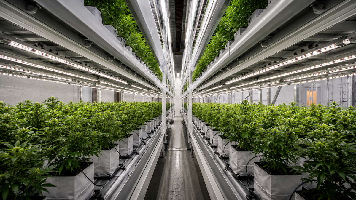 Centered under-bench view of a vertical grow system with cannabis plants in white containers, LED lighting, and a symmetrical indoor cultivation aisle.