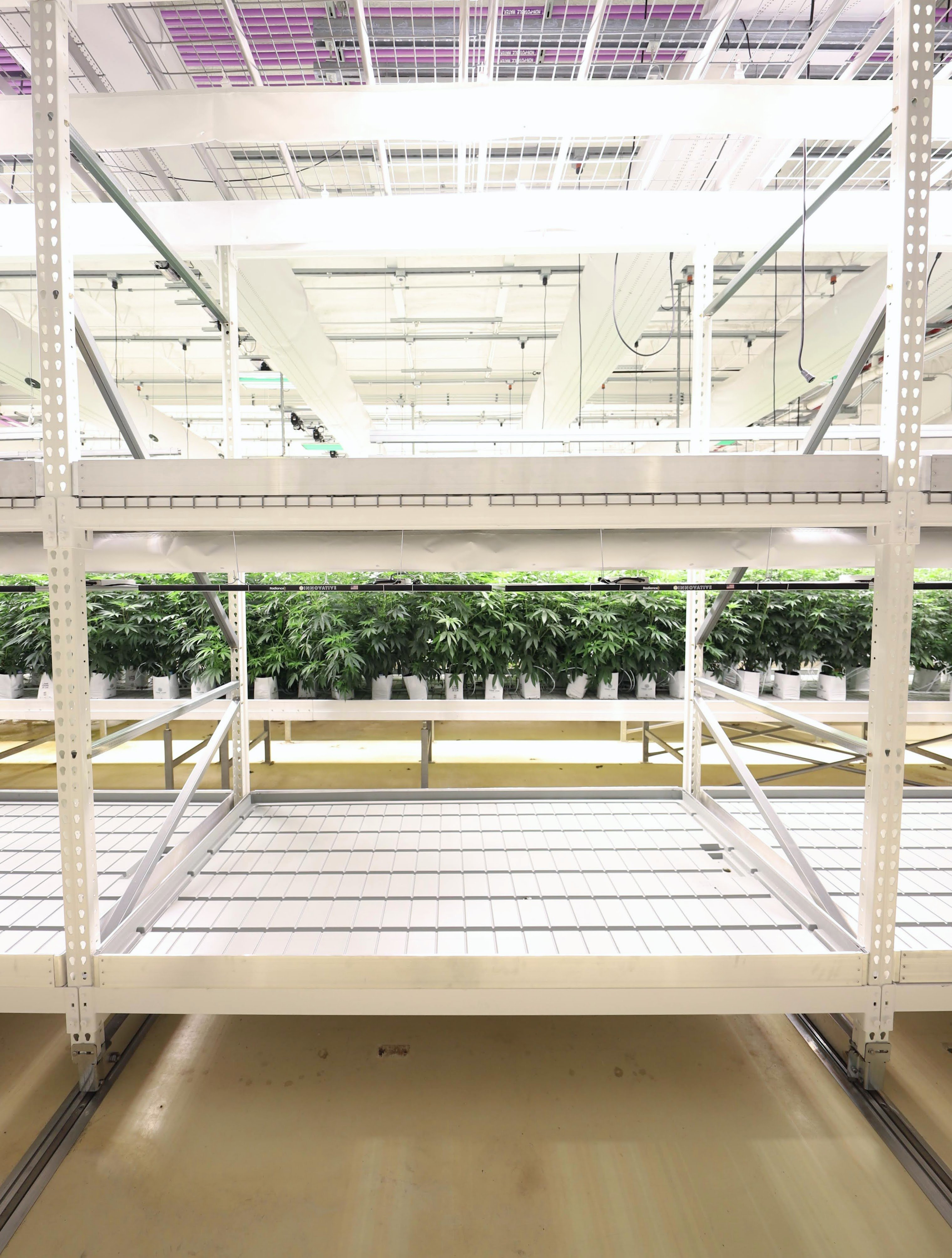 Cannabis cultivation planning conversation