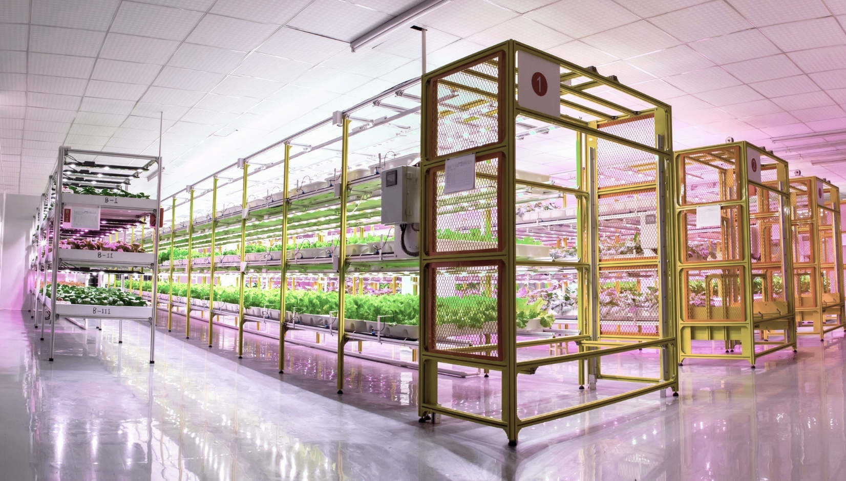 vertical farming racks with leafy greens for indoor food production and plant access